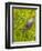 Green Heron, Florida, USA-Cathy & Gordon Illg-Framed Premium Photographic Print