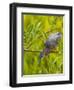 Green Heron, Florida, USA-Cathy & Gordon Illg-Framed Premium Photographic Print