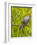 Green Heron, Florida, USA-Cathy & Gordon Illg-Framed Premium Photographic Print