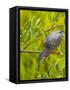 Green Heron, Florida, USA-Cathy & Gordon Illg-Framed Stretched Canvas