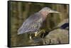 Green Heron Hunting-Hal Beral-Framed Stretched Canvas