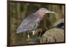 Green Heron Hunting-Hal Beral-Framed Photographic Print