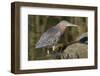 Green Heron Hunting-Hal Beral-Framed Photographic Print