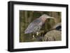 Green Heron Hunting-Hal Beral-Framed Photographic Print