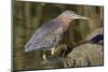 Green Heron Hunting-Hal Beral-Mounted Photographic Print