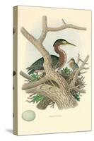 Green Heron Nest and Eggs-null-Stretched Canvas