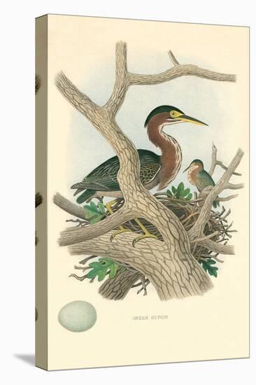 Green Heron Nest and Eggs-null-Stretched Canvas