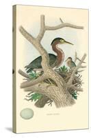 Green Heron Nest and Eggs-null-Stretched Canvas