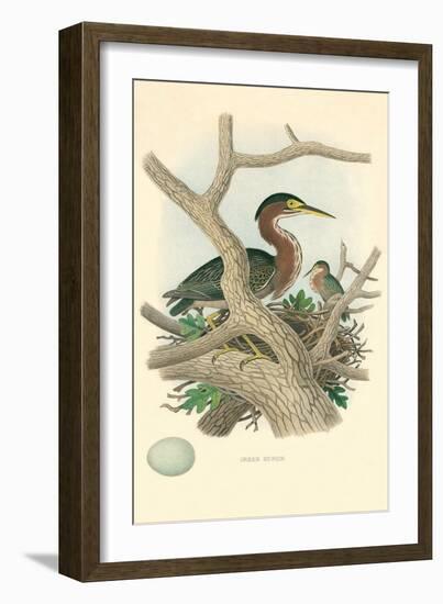 Green Heron Nest and Eggs-null-Framed Art Print