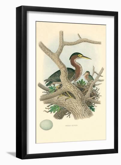 Green Heron Nest and Eggs-null-Framed Art Print