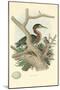 Green Heron Nest and Eggs-null-Mounted Art Print