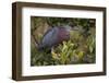 Green heron nesting, South Padre Island, Texas-Adam Jones-Framed Photographic Print