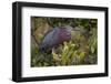 Green heron nesting, South Padre Island, Texas-Adam Jones-Framed Photographic Print