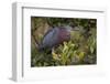 Green heron nesting, South Padre Island, Texas-Adam Jones-Framed Photographic Print