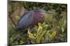 Green heron nesting, South Padre Island, Texas-Adam Jones-Mounted Photographic Print