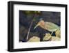 Green Heron Prowling the Shore of Lake Murray, San Diego, California-Michael Qualls-Framed Photographic Print