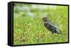 Green Heron-Gary Carter-Framed Stretched Canvas