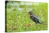 Green Heron-Gary Carter-Stretched Canvas