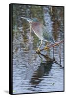 Green Heron-Gary Carter-Framed Stretched Canvas