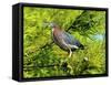 Green Heron-Gary Carter-Framed Stretched Canvas