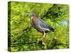 Green Heron-Gary Carter-Stretched Canvas