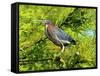 Green Heron-Gary Carter-Framed Stretched Canvas