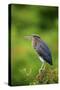 Green Heron-Gary Carter-Stretched Canvas