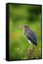 Green Heron-Gary Carter-Framed Stretched Canvas