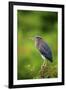 Green Heron-Gary Carter-Framed Premium Photographic Print