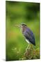 Green Heron-Gary Carter-Mounted Premium Photographic Print