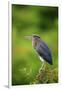 Green Heron-Gary Carter-Framed Premium Photographic Print