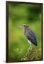 Green Heron-Gary Carter-Framed Premium Photographic Print