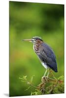 Green Heron-Gary Carter-Mounted Premium Photographic Print