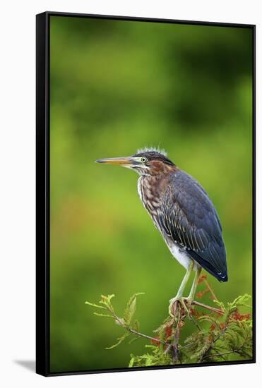 Green Heron-Gary Carter-Framed Stretched Canvas