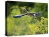 Green Heron-Gary Carter-Stretched Canvas