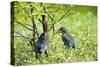 Green Heron-Gary Carter-Stretched Canvas