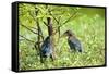 Green Heron-Gary Carter-Framed Stretched Canvas