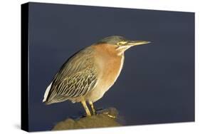 Green Heron-Hal Beral-Stretched Canvas