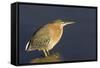 Green Heron-Hal Beral-Framed Stretched Canvas