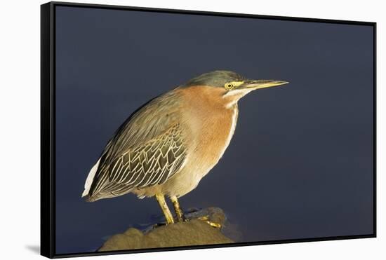 Green Heron-Hal Beral-Framed Stretched Canvas
