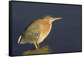 Green Heron-Hal Beral-Framed Stretched Canvas