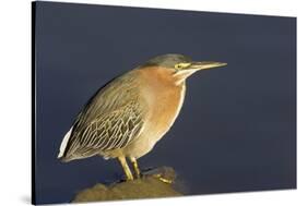 Green Heron-Hal Beral-Stretched Canvas