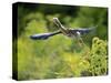 Green Heron-Gary Carter-Stretched Canvas