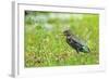 Green Heron-Gary Carter-Framed Photographic Print