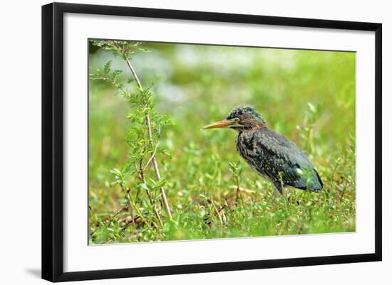 Green Heron-Gary Carter-Framed Photographic Print