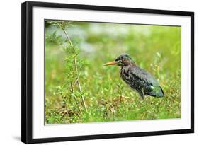 Green Heron-Gary Carter-Framed Photographic Print