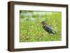 Green Heron-Gary Carter-Framed Photographic Print