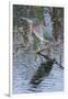 Green Heron-Gary Carter-Framed Photographic Print