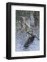 Green Heron-Gary Carter-Framed Photographic Print