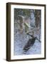 Green Heron-Gary Carter-Framed Photographic Print